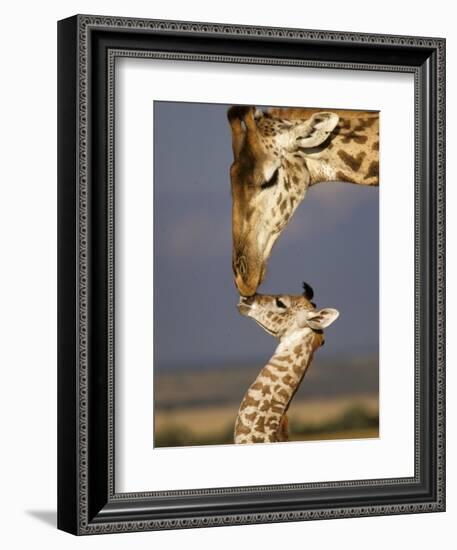 Giraffe, Masai Mara, Kenya-Marilyn Parver-Framed Photographic Print