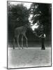 Giraffe 'Maud' Feeding from Keeper's Hand, London Zoo June 1953-Frederick William Bond-Mounted Giclee Print