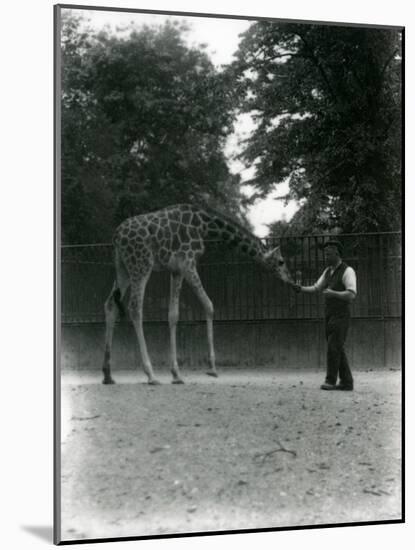 Giraffe 'Maud' Feeding from Keeper's Hand, London Zoo June 1953-Frederick William Bond-Mounted Giclee Print