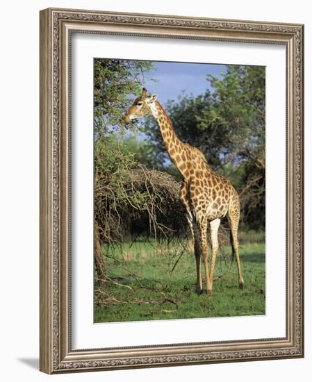 Giraffe, Mkuzi Game Reserve, Natal, South Africa, Africa-Rob Cousins-Framed Photographic Print