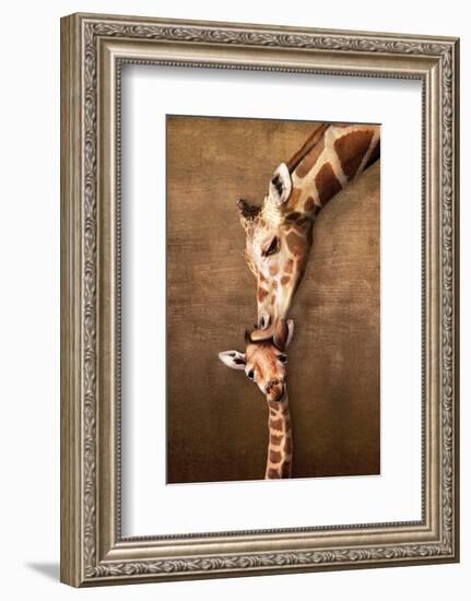 Giraffe Mother's Kiss-null-Framed Premium Giclee Print