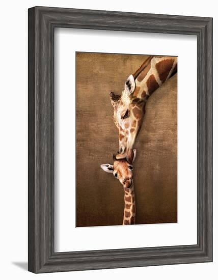 Giraffe Mother's Kiss-null-Framed Premium Giclee Print