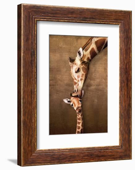 Giraffe Mother's Kiss-null-Framed Premium Giclee Print