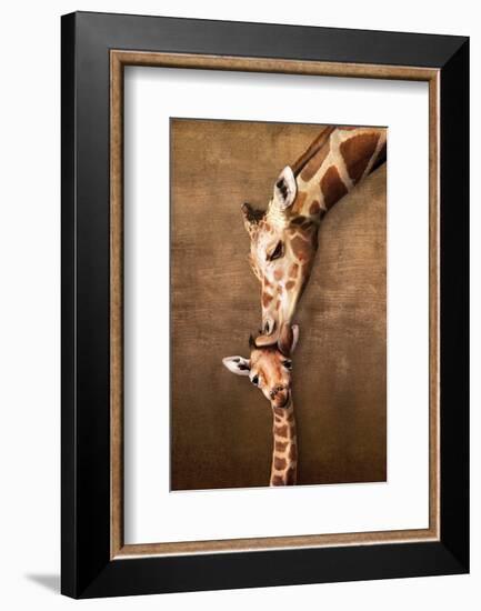 Giraffe Mother's Kiss-null-Framed Premium Giclee Print