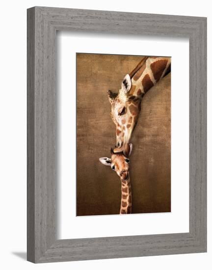 Giraffe Mother's Kiss-null-Framed Premium Giclee Print