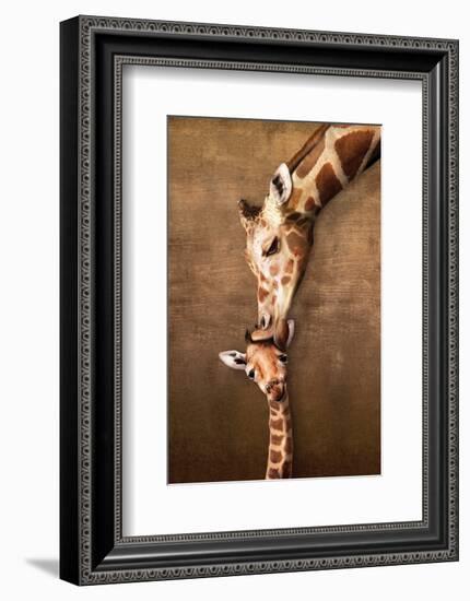 Giraffe Mother's Kiss-null-Framed Premium Giclee Print