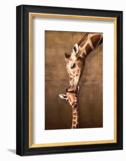 Giraffe Mother's Kiss-null-Framed Premium Giclee Print