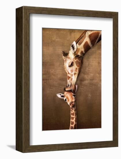 Giraffe Mother's Kiss-null-Framed Premium Giclee Print