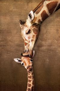 Giraffe Mother's Kiss