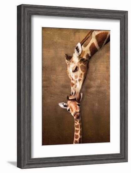 Giraffe Mother's Kiss-null-Framed Art Print