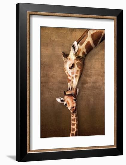 Giraffe Mother's Kiss-null-Framed Art Print