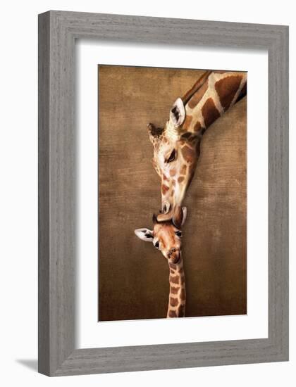 Giraffe Mother's Kiss-null-Framed Art Print