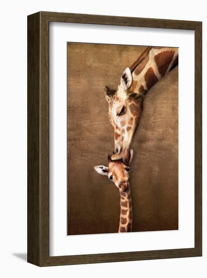 Giraffe Mother's Kiss-null-Framed Art Print