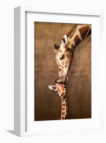 Giraffe Mother's Kiss-null-Framed Art Print