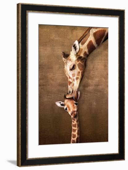 Giraffe Mother's Kiss-null-Framed Art Print