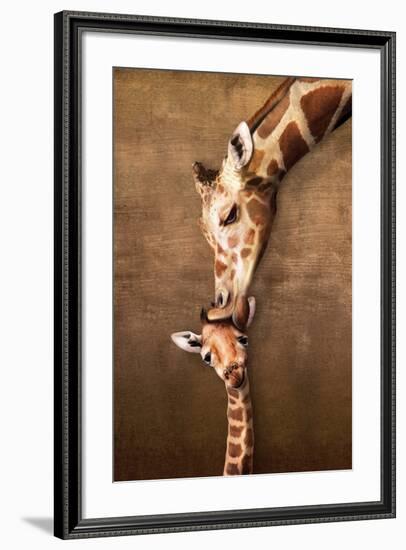 Giraffe Mother's Kiss--Framed Art Print