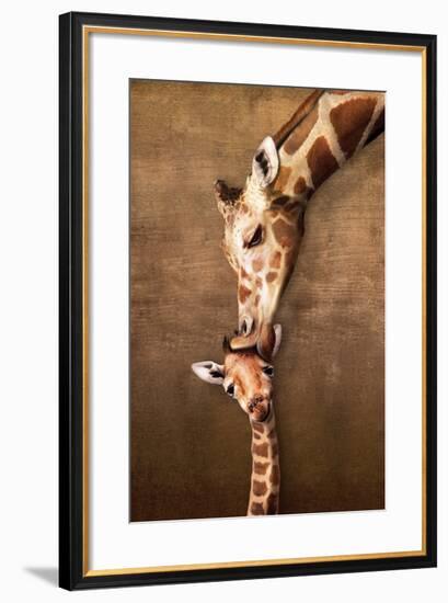 Giraffe Mother's Kiss-null-Framed Art Print