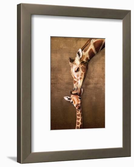 Giraffe Mother's Kiss-null-Framed Art Print