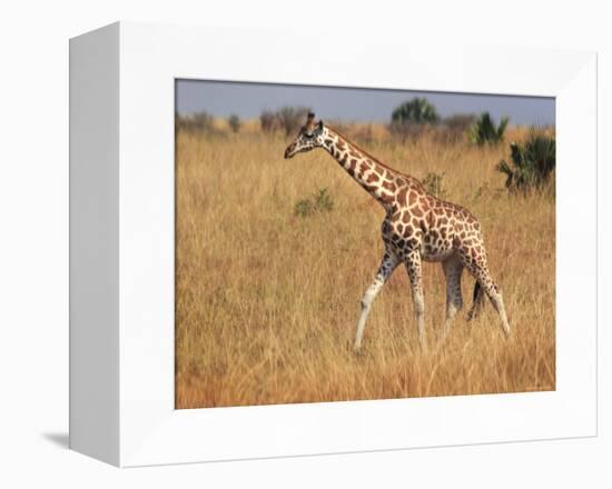 Giraffe, Murchison Falls Conservation Area, Uganda, Africa-Ivan Vdovin-Framed Premier Image Canvas