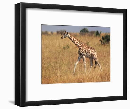 Giraffe, Murchison Falls Conservation Area, Uganda, Africa-Ivan Vdovin-Framed Photographic Print