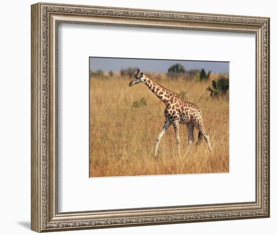 Giraffe, Murchison Falls Conservation Area, Uganda, Africa-Ivan Vdovin-Framed Photographic Print