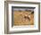 Giraffe, Murchison Falls Conservation Area, Uganda, Africa-Ivan Vdovin-Framed Photographic Print