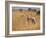 Giraffe, Murchison Falls Conservation Area, Uganda, Africa-Ivan Vdovin-Framed Photographic Print