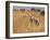 Giraffe, Murchison Falls Conservation Area, Uganda, Africa-Ivan Vdovin-Framed Photographic Print