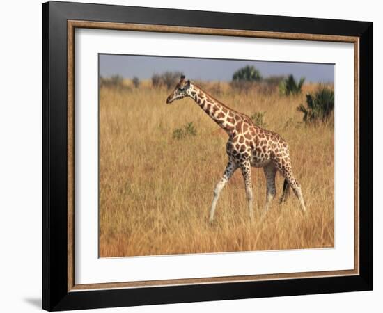 Giraffe, Murchison Falls Conservation Area, Uganda, Africa-Ivan Vdovin-Framed Photographic Print