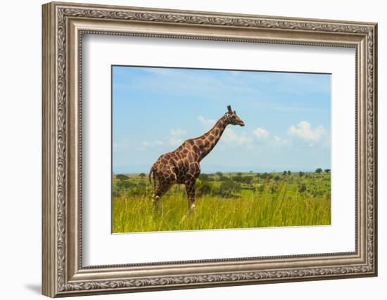 Giraffe on the savanna, Murchison Falls National park, Uganda-Keren Su-Framed Photographic Print
