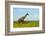 Giraffe on the savanna, Murchison Falls National park, Uganda-Keren Su-Framed Photographic Print