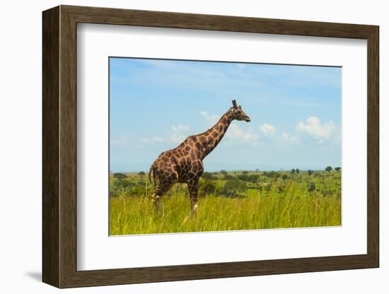 Giraffe on the savanna, Murchison Falls National park, Uganda-Keren Su-Framed Photographic Print