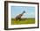 Giraffe on the savanna, Murchison Falls National park, Uganda-Keren Su-Framed Photographic Print