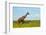 Giraffe on the savanna, Murchison Falls National park, Uganda-Keren Su-Framed Photographic Print