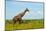 Giraffe on the savanna, Murchison Falls National park, Uganda-Keren Su-Mounted Photographic Print