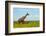 Giraffe on the savanna, Murchison Falls National park, Uganda-Keren Su-Framed Photographic Print