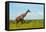 Giraffe on the savanna, Murchison Falls National park, Uganda-Keren Su-Framed Premier Image Canvas