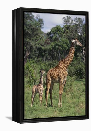 Giraffe Parent and Young-DLILLC-Framed Premier Image Canvas