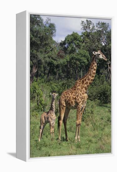 Giraffe Parent and Young-DLILLC-Framed Premier Image Canvas