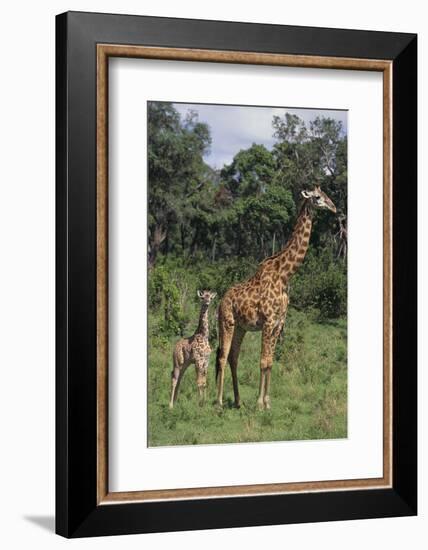 Giraffe Parent and Young-DLILLC-Framed Photographic Print