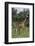 Giraffe Parent and Young-DLILLC-Framed Photographic Print