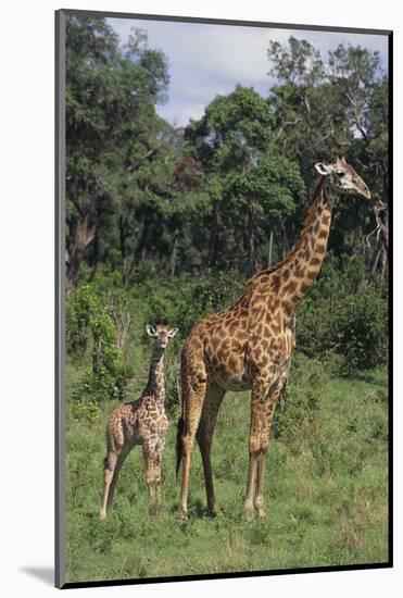 Giraffe Parent and Young-DLILLC-Mounted Photographic Print