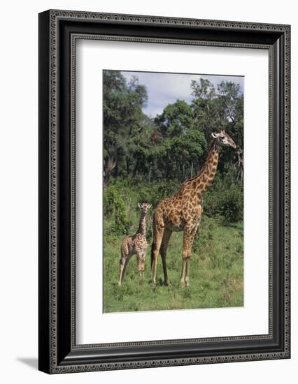 Giraffe Parent and Young-DLILLC-Framed Photographic Print