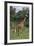 Giraffe Parent and Young-DLILLC-Framed Photographic Print