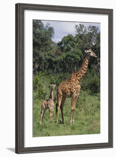 Giraffe Parent and Young-DLILLC-Framed Photographic Print