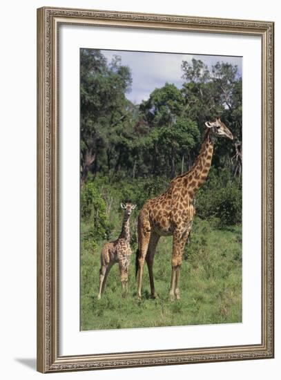 Giraffe Parent and Young-DLILLC-Framed Photographic Print