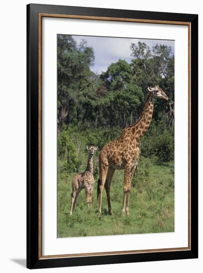 Giraffe Parent and Young-DLILLC-Framed Photographic Print