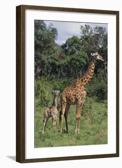 Giraffe Parent and Young-DLILLC-Framed Photographic Print