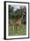 Giraffe Parent and Young-DLILLC-Framed Photographic Print