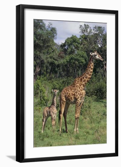 Giraffe Parent and Young-DLILLC-Framed Photographic Print